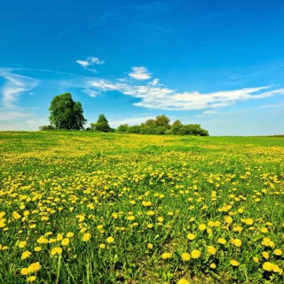 Meadow in spring under a blue sky