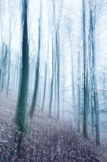 Hiking trail through bare forest in winter