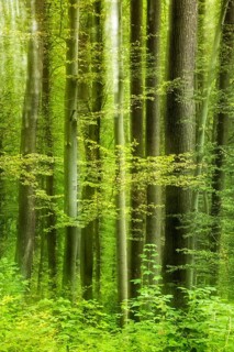 Near-natural mixed deciduous forest with beeches and oaks