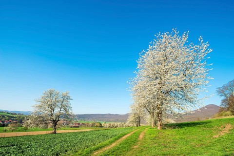 Blossoming cherry trees on a country lane through green fields under a blue sky