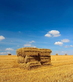 Harvest time