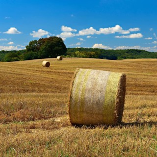Typical hilly landscape with copses