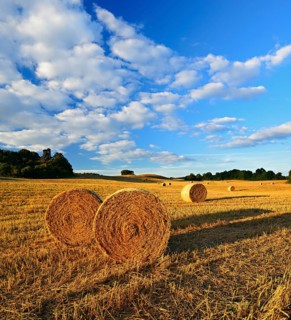 Typical hilly landscape with copses