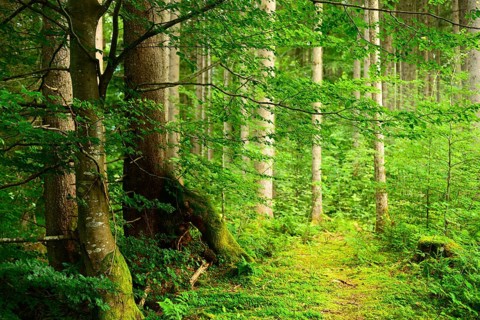 Near-natural spruce forest with incipient beech regeneration