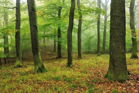Near-natural misty oak forest at Kyffhaeuser
