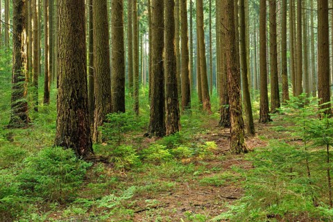 Spruce forest with incipient regeneration