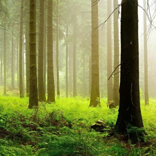 Atmospheric spruce forest in the early morning