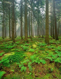 The sun shines through sparse spruce forest