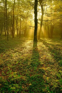 Light-flooded deciduous forest of oaks and beeches in the early morning