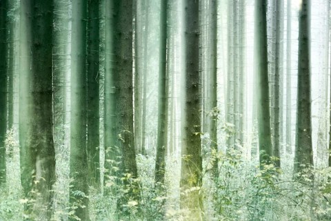 Foggy spruce forest in autumn
