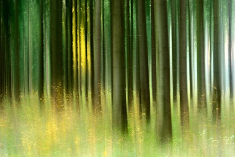 Sunny spruce forest in autumn