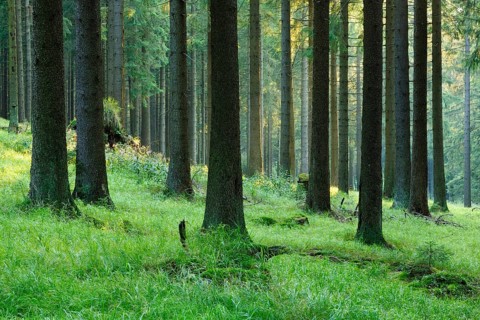 Typical spruce forest in the last evening light