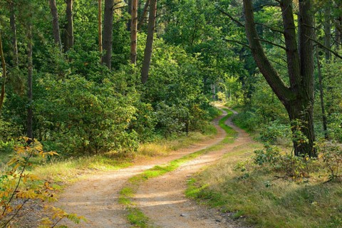 Sandy forest path meanders through typical northern German pine forest