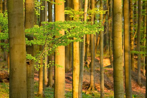 Beech forest in early spring