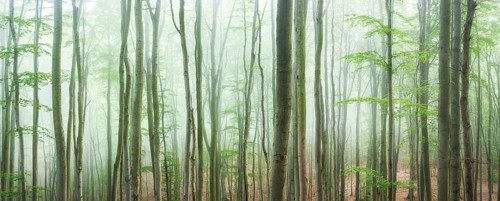 Near-natural beech forest with fog