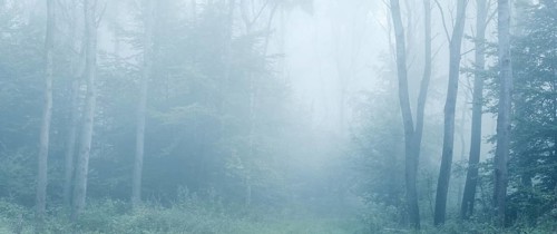 Near-natural mixed deciduous forest