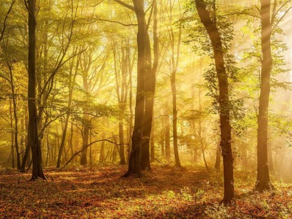 Mixed forest of hornbeams and copper beeches in autumn