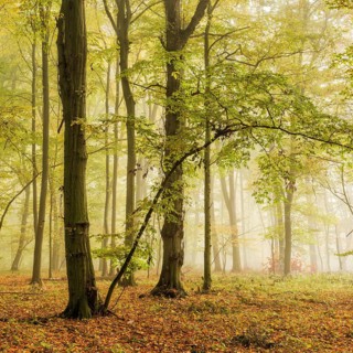 Mixed forest of hornbeams and copper beeches in autumn with fog