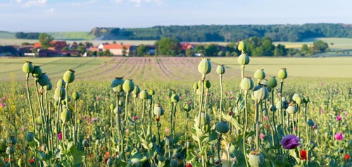 Poppy field