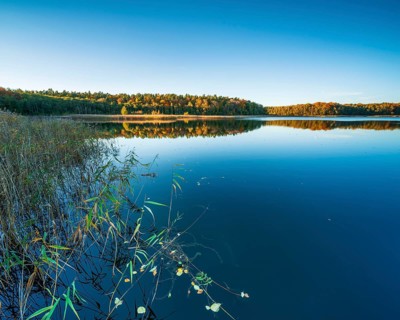 Lake with reeds surrounded by forest in autumn