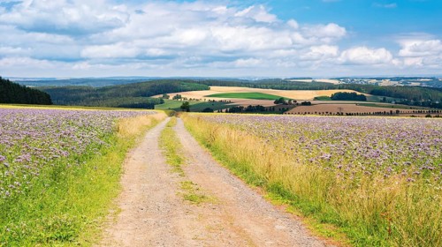 Field path through fields with flower strips under blue sky with clouds
