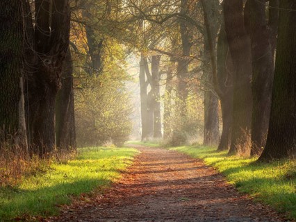 Oak avenue in autumn
