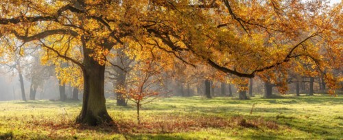 Solitary oak tree in a clearing in the forest