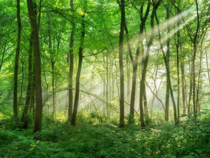 Natural deciduous forest of oaks