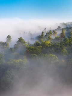 View of mixed forest in the morning