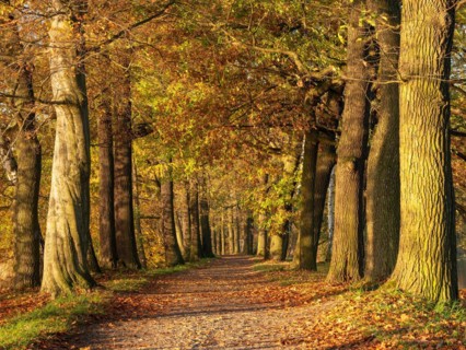 Oak avenue in autumn