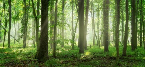 Natural deciduous forest of oaks