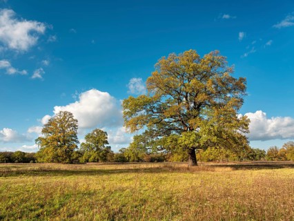 Landscape with solitary oaks in the Elbe floodplains near Dessau in autumn