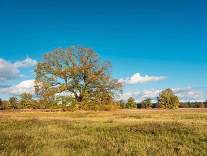 Landscape with solitary oaks in the Elbe floodplains near Dessau in autumn