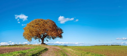 Solitary horse chestnut tree on a field path in autumn under a blue sky with clouds