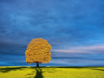 Solitary horse chestnut tree in autumn in the morning light
