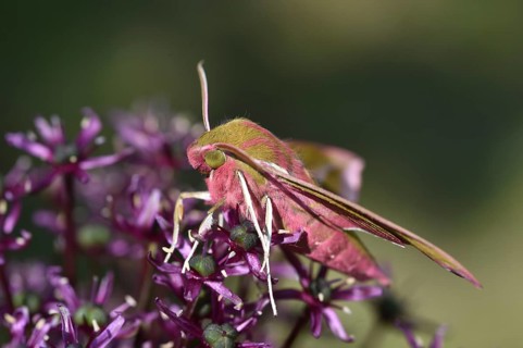 Elephant hawk-moth