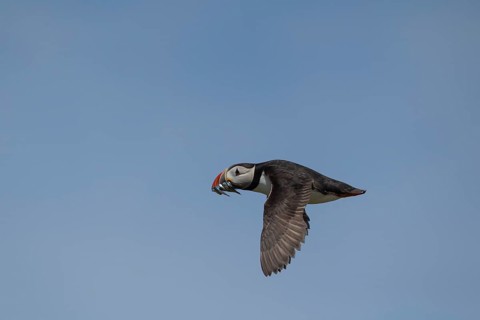 Atlantic puffin