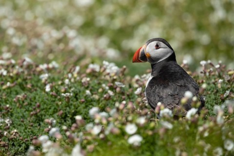 Atlantic puffin