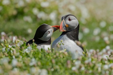Atlantic puffin