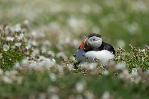 Atlantic puffin