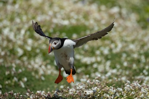 Atlantic puffin
