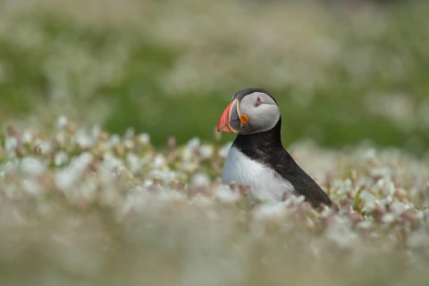 Atlantic puffin