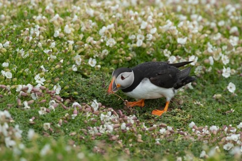 Atlantic puffin