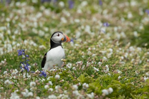 Atlantic puffin