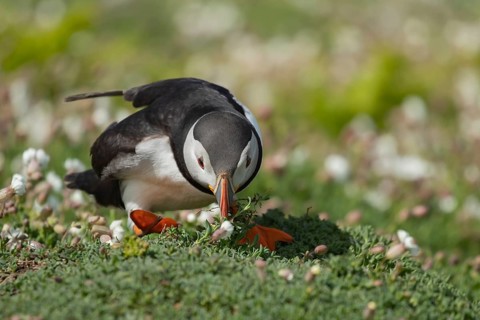 Atlantic puffin