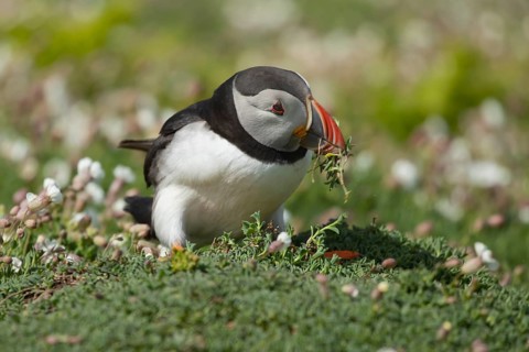 Atlantic puffin