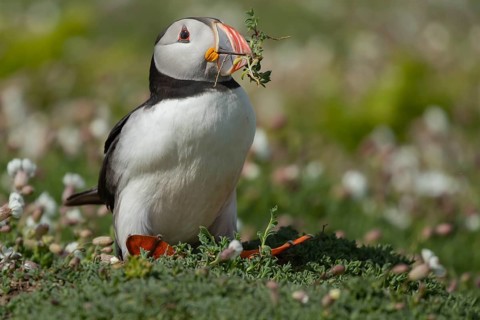 Atlantic puffin