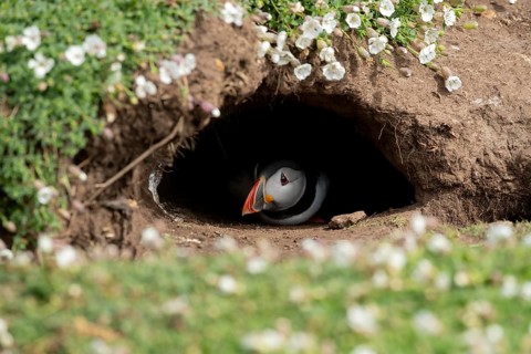 Atlantic puffin