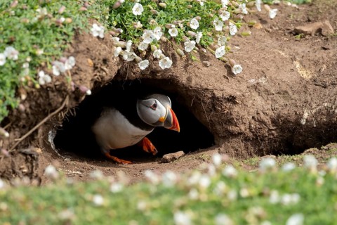 Atlantic puffin