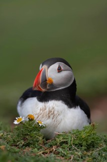 Atlantic puffin